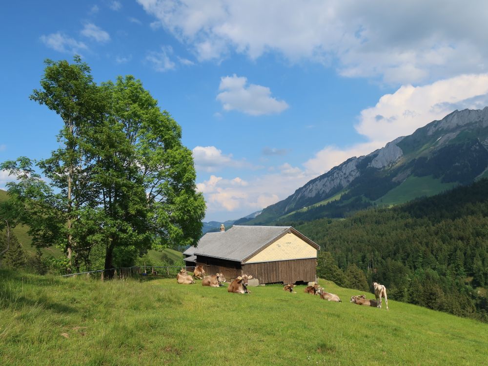 Kühe bei Seck