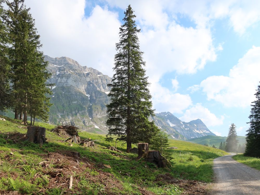 Nadelbaum im Alpstein