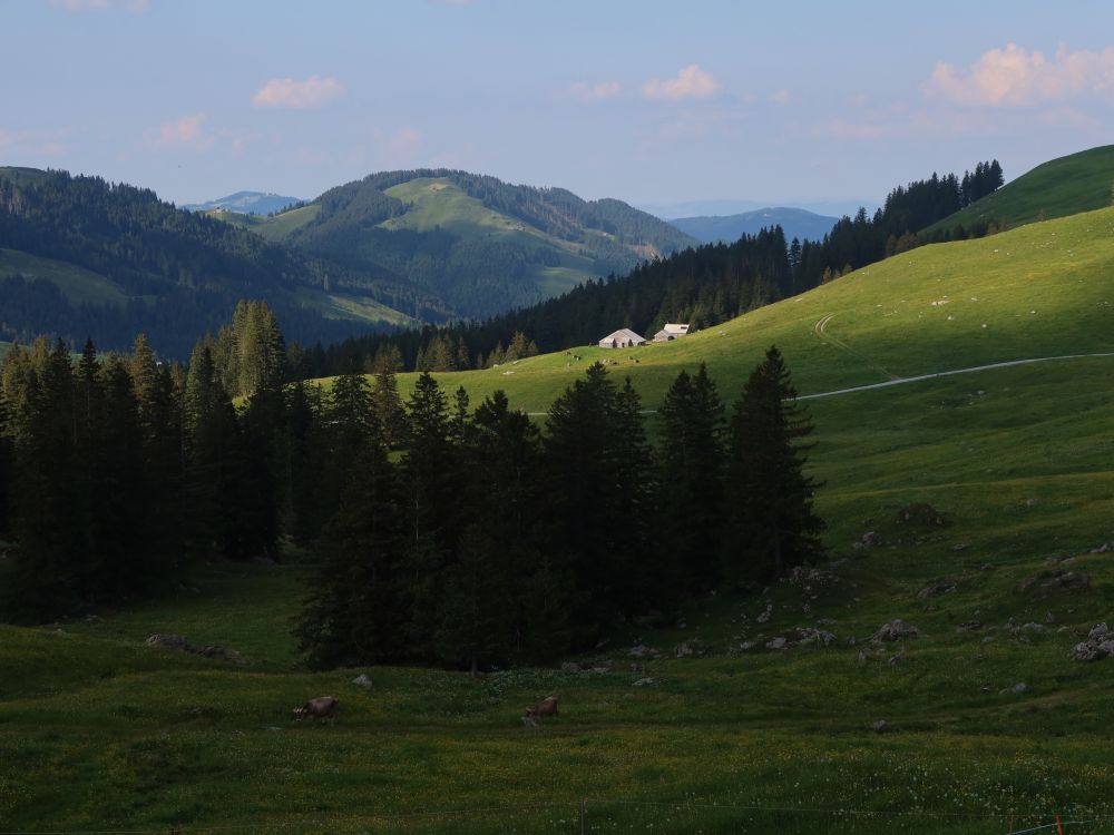 Sauböhl im Sonnenlicht