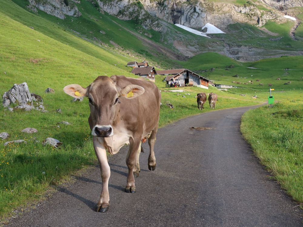 Kühe bei Siebenhütten