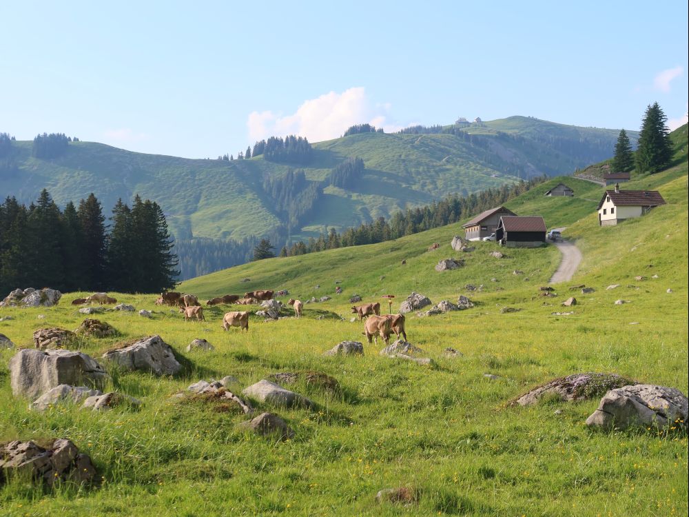 Kühe zwischen Felsen