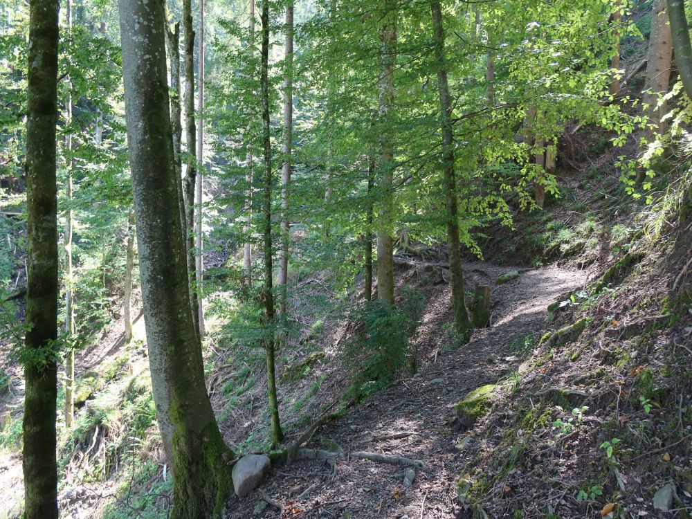 Waldweg