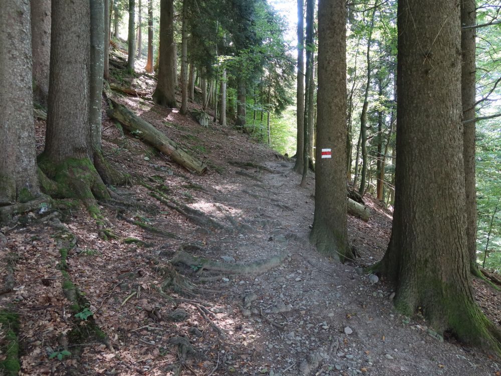 Waldpfad