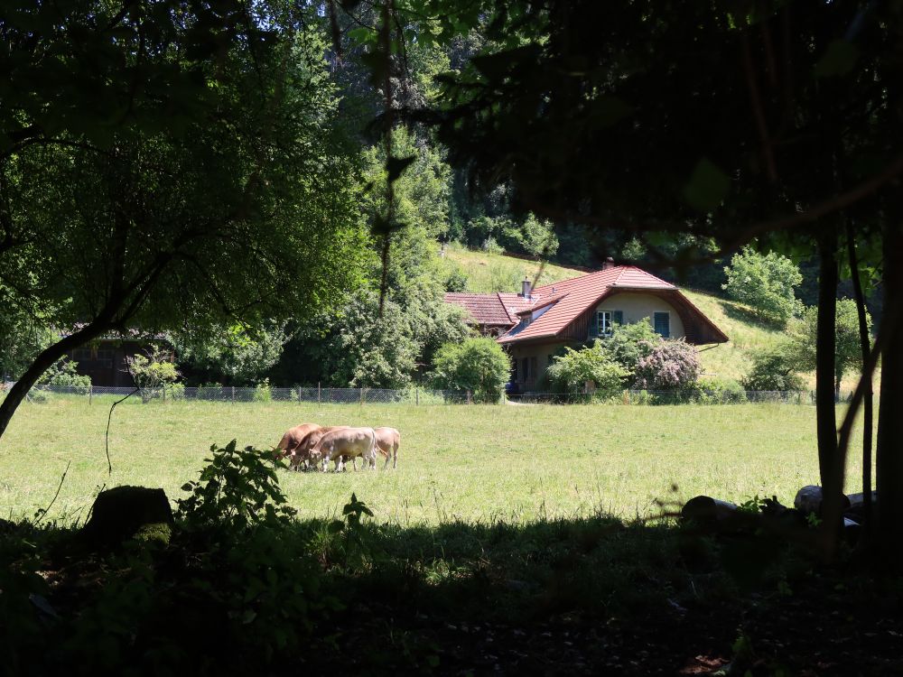 Bauernhof und Kühe