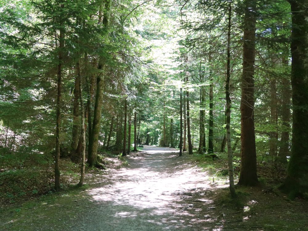 Waldweg