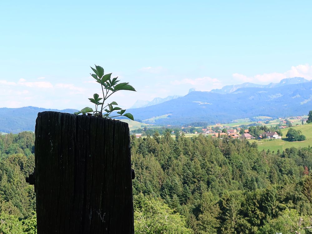 junge Pflanze aus den Holzpfosten