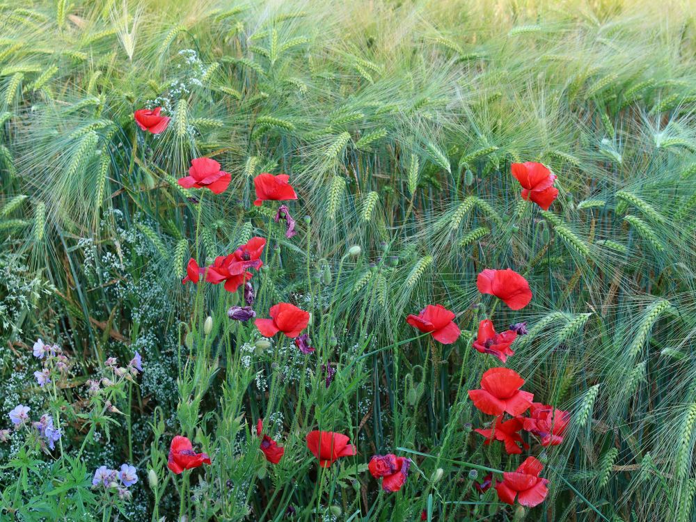 Mohnblüten im Getreidefeld