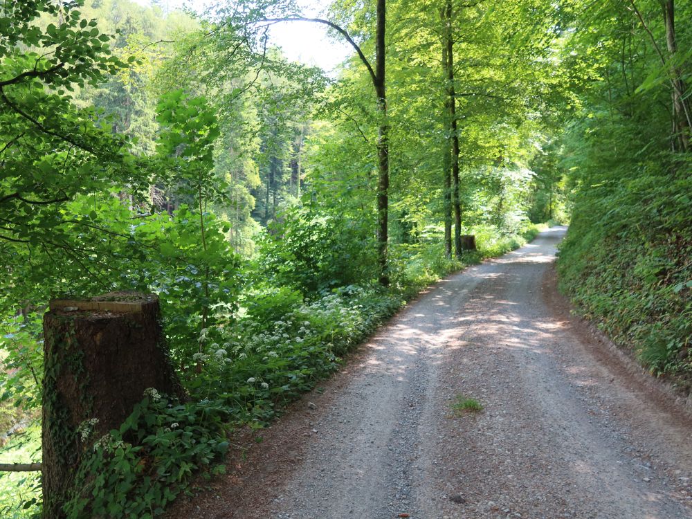 Waldweg