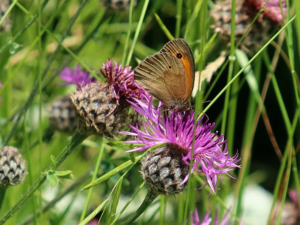 Schmetterling Grosses Ochsenauge auf Flockenblume