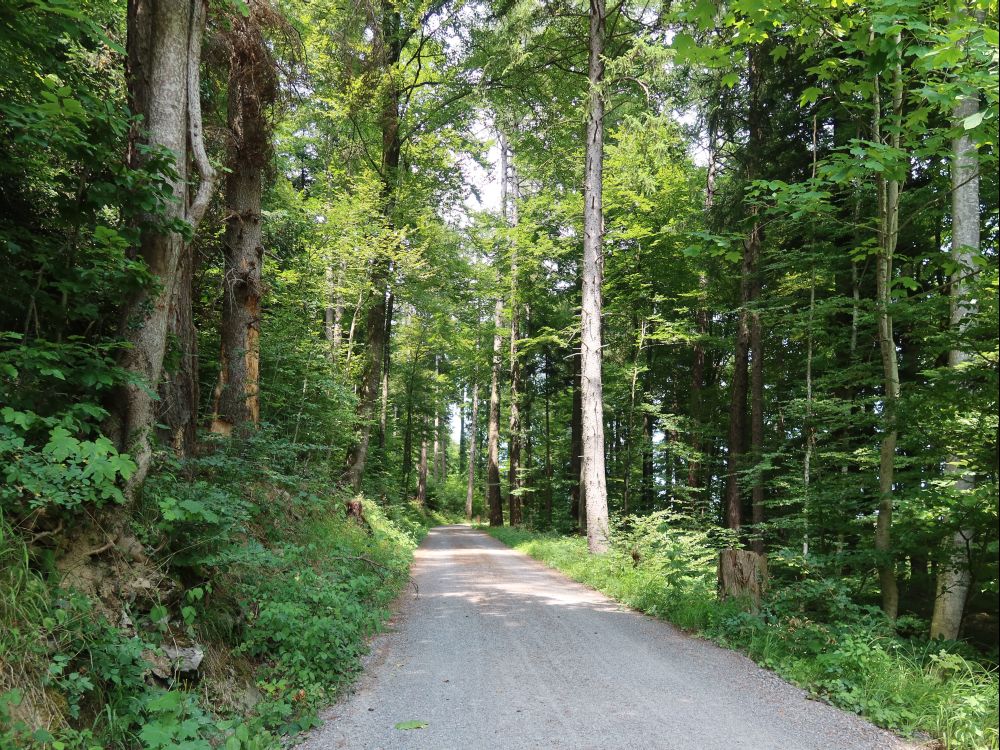 Waldweg