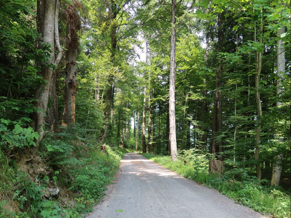 Waldweg