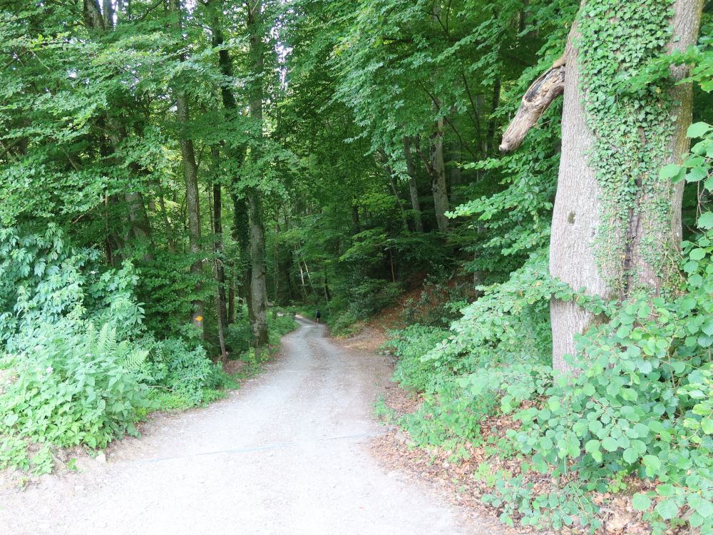 Waldweg