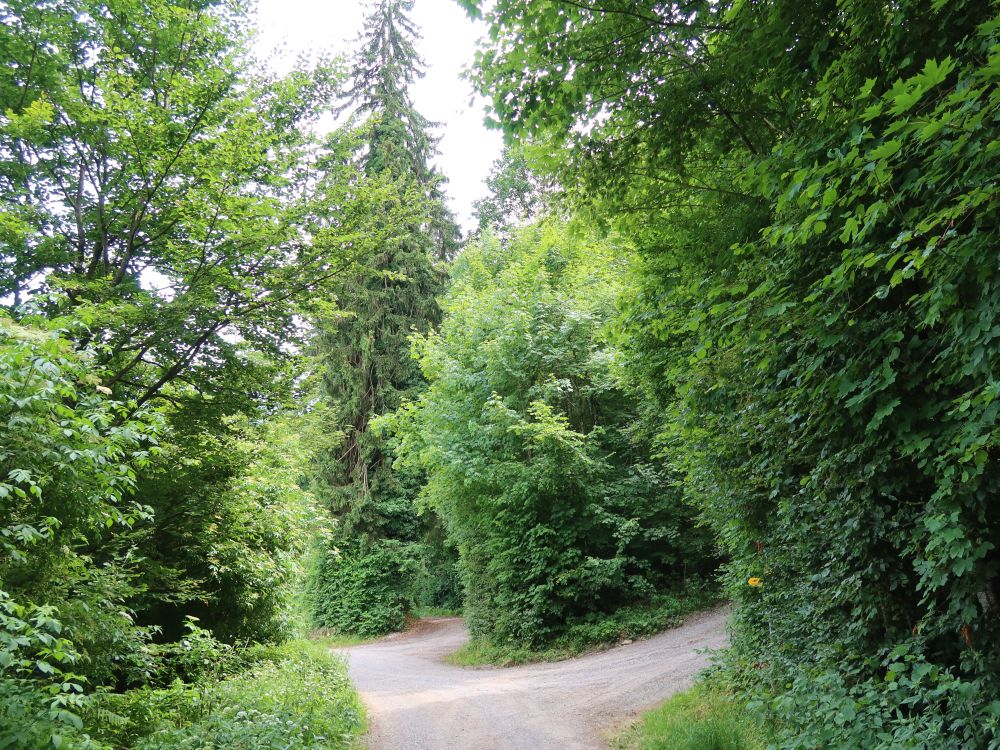 Waldweg