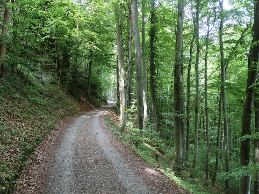 Waldweg