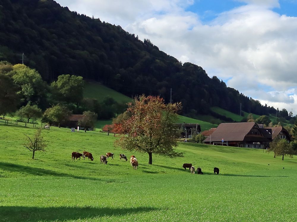 weidende Kühe um den Ostbaum