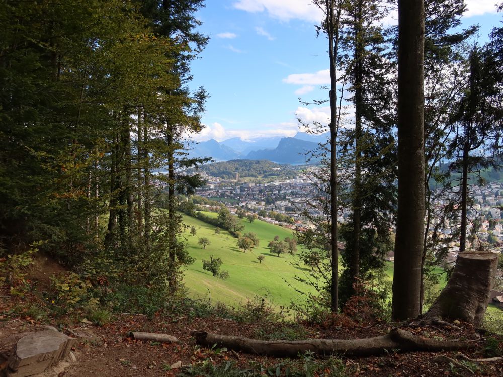 Luzern zwischen den Bäumen