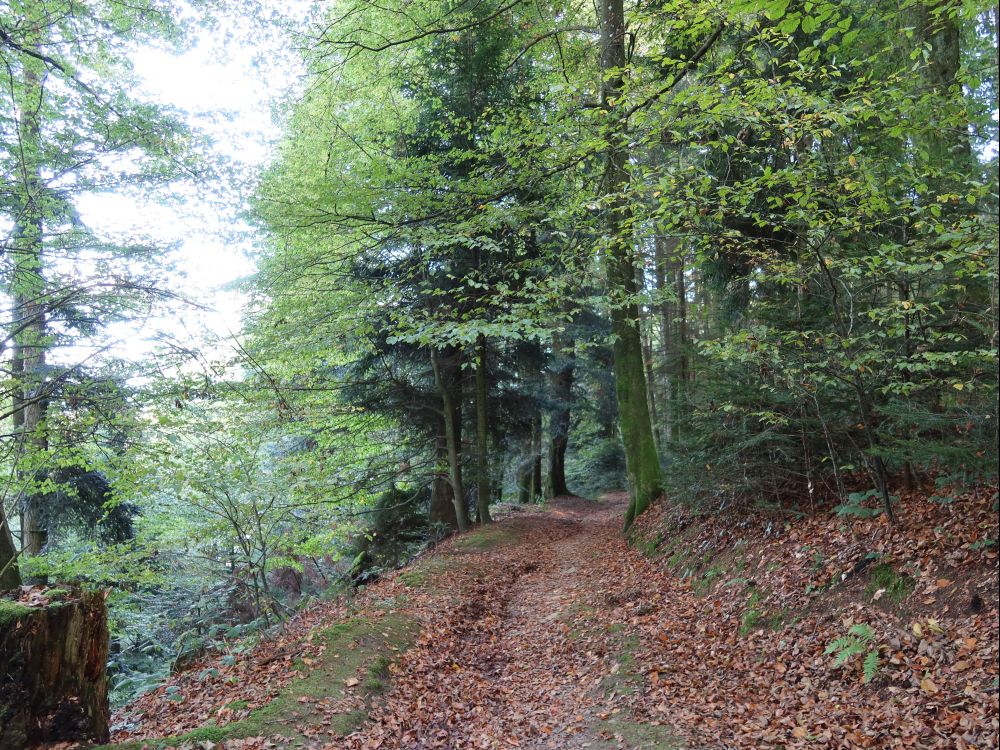 Waldpfad nach Littau