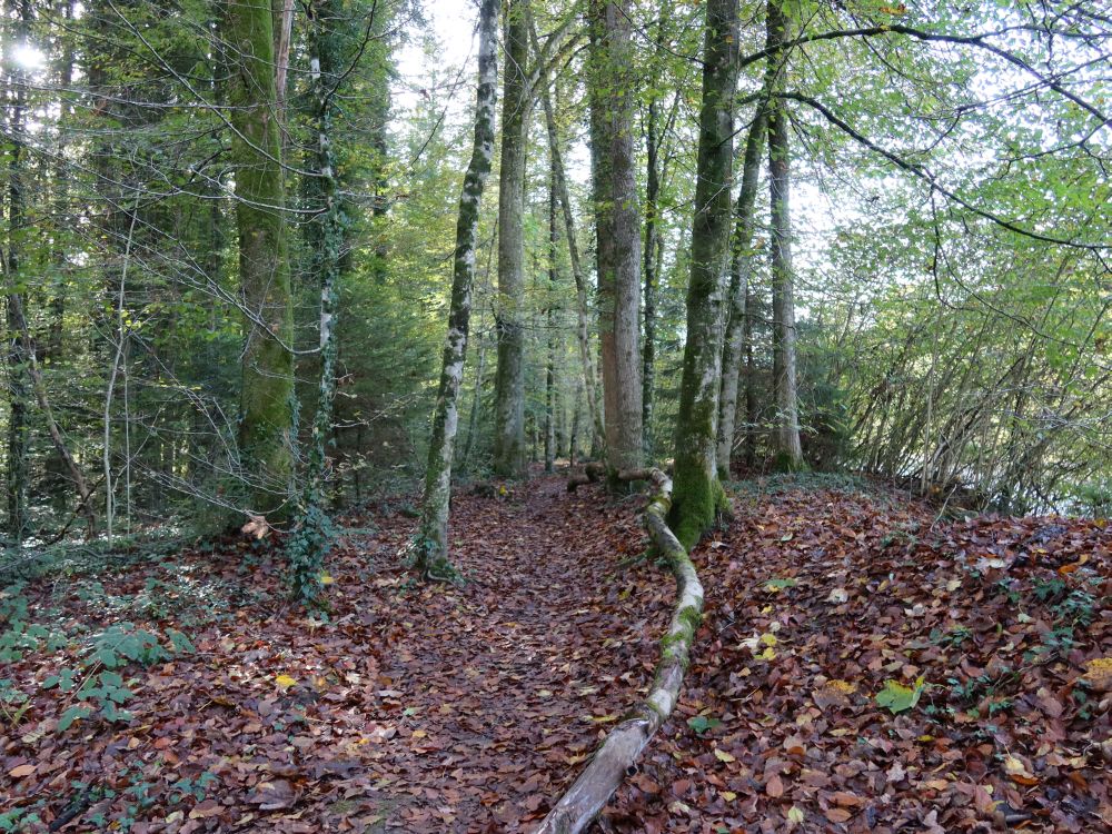 Waldpfad an der Kleinen Emme