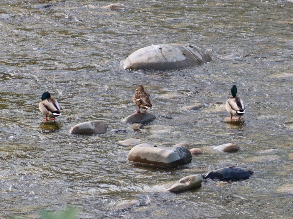 Enten auf dem Stein