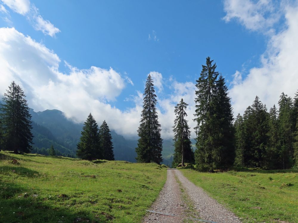 Nadelbäume im Schilstal