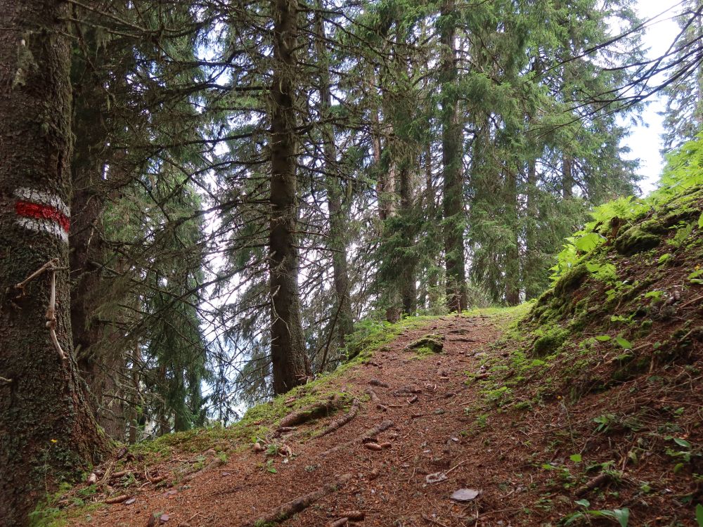 Bergweg im Bruchwald