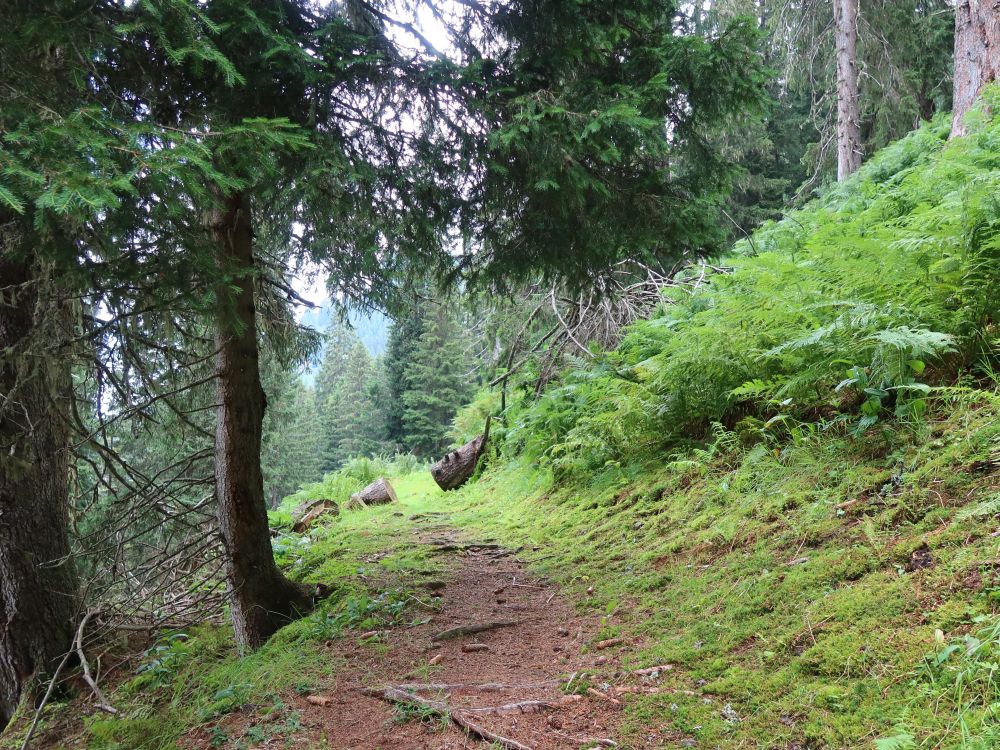 Bergweg im Bruchwald