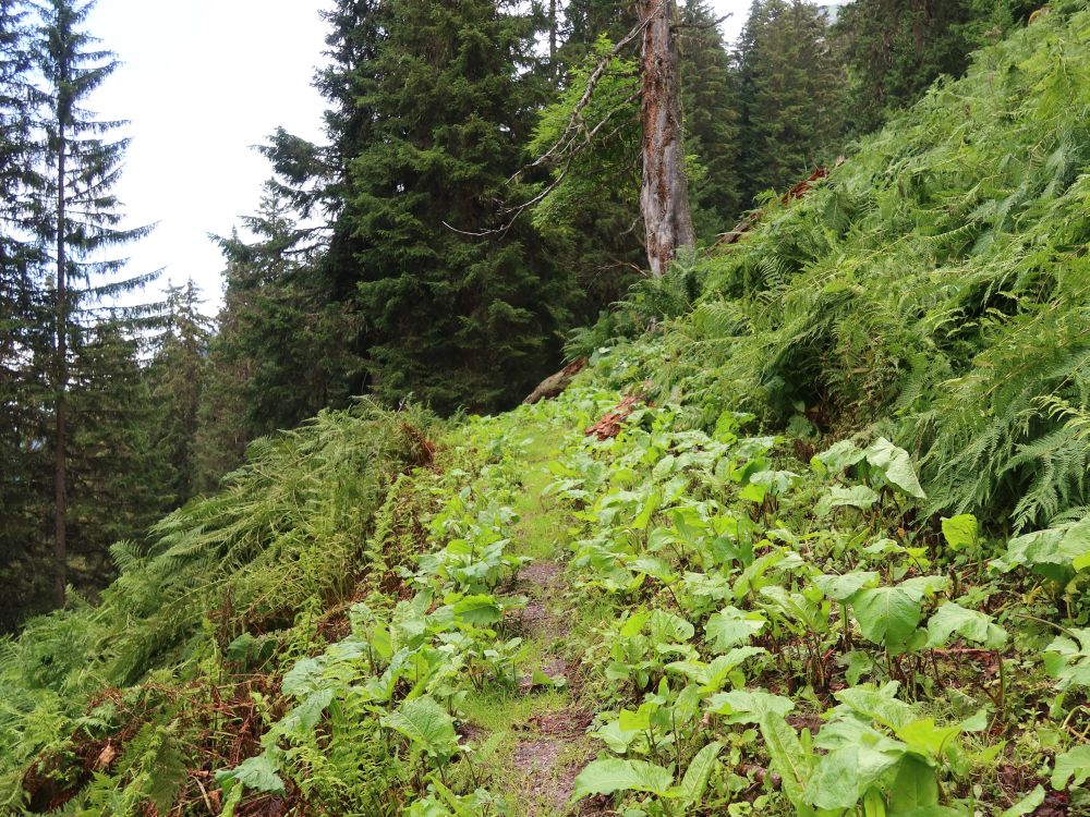 Bergweg im Bruchwald