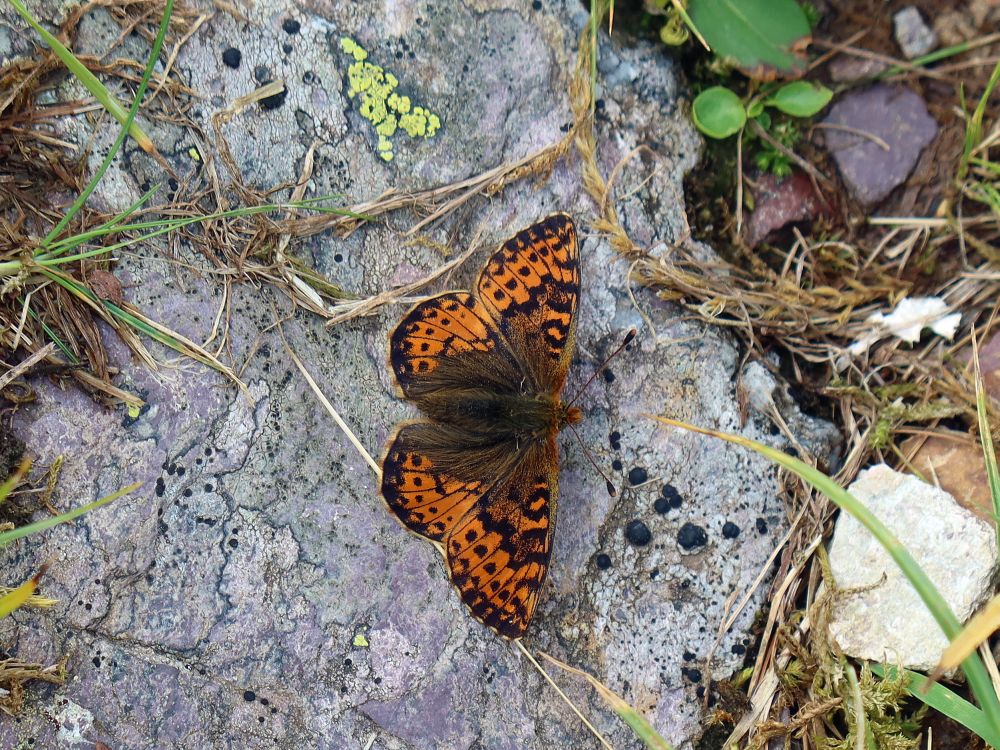 Schmetterling Perlmuttfalter