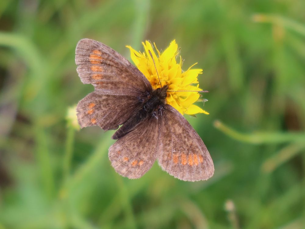 Schmetterling Mohrenfalter