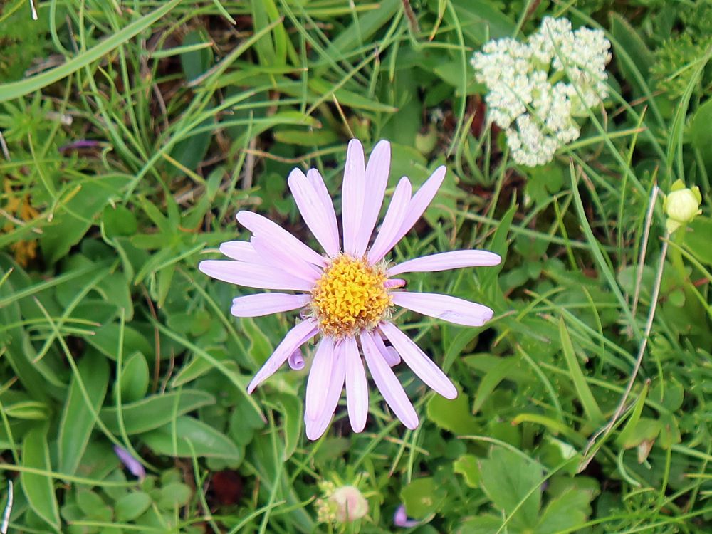 Alpen-Aster