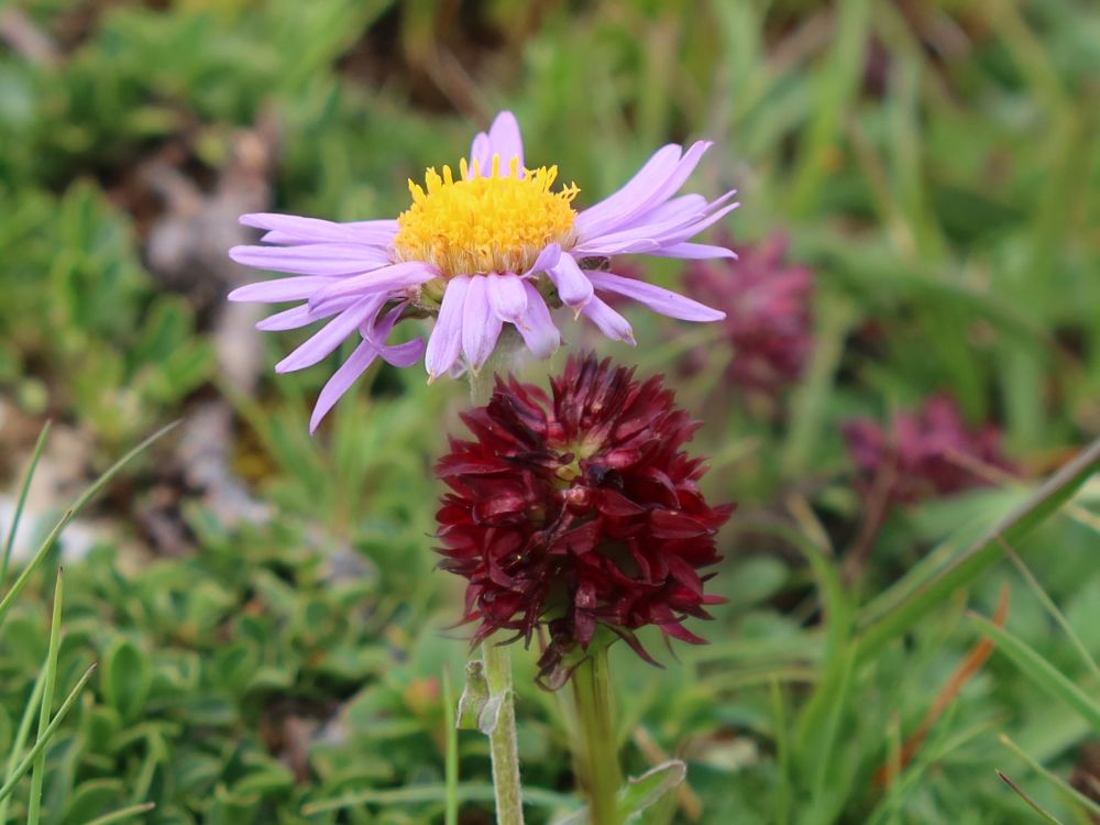 Alpen-Aster und Kohlröschen