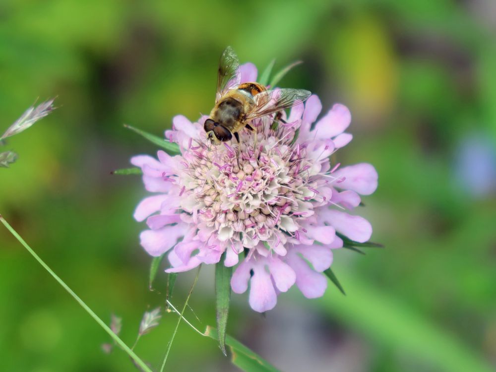 Insekt auf Acker-Witwenblume