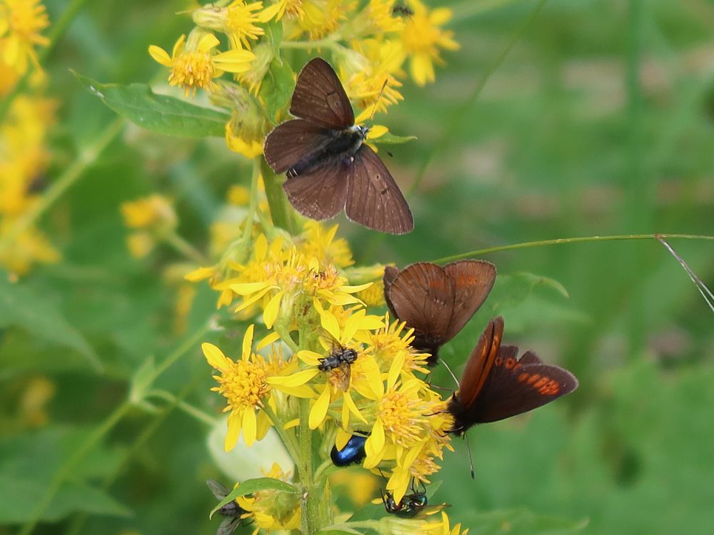 Schmetterling Mohrenfalter