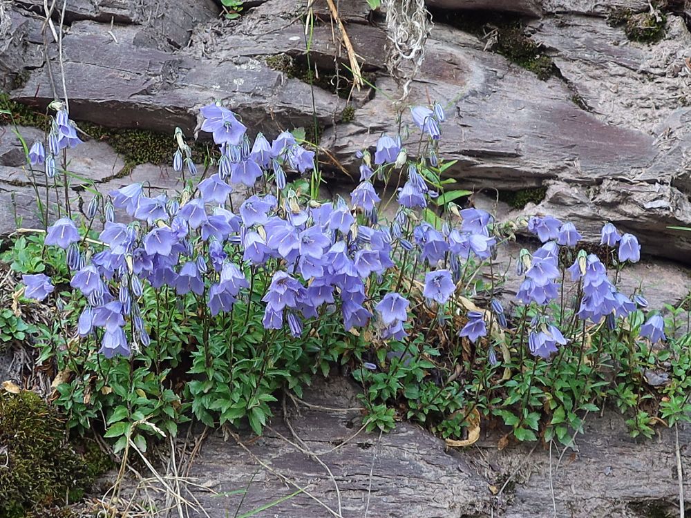 Glockenblumen