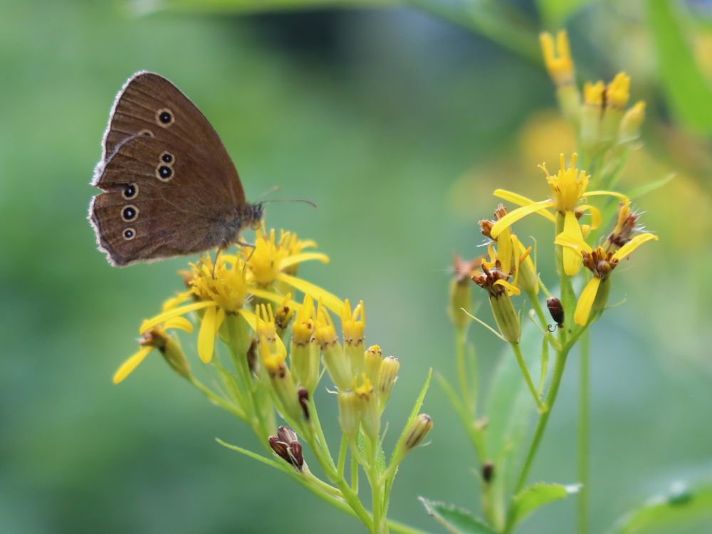 Schmetterling Brauner Waldvogel