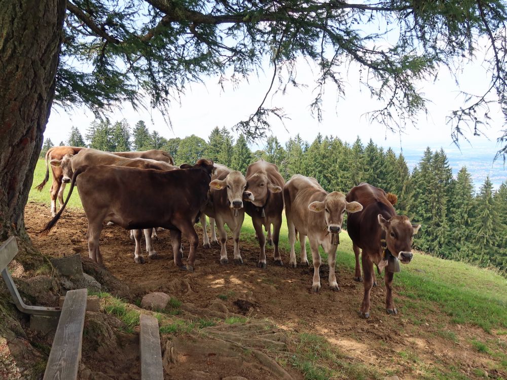 Kühe im Schatten