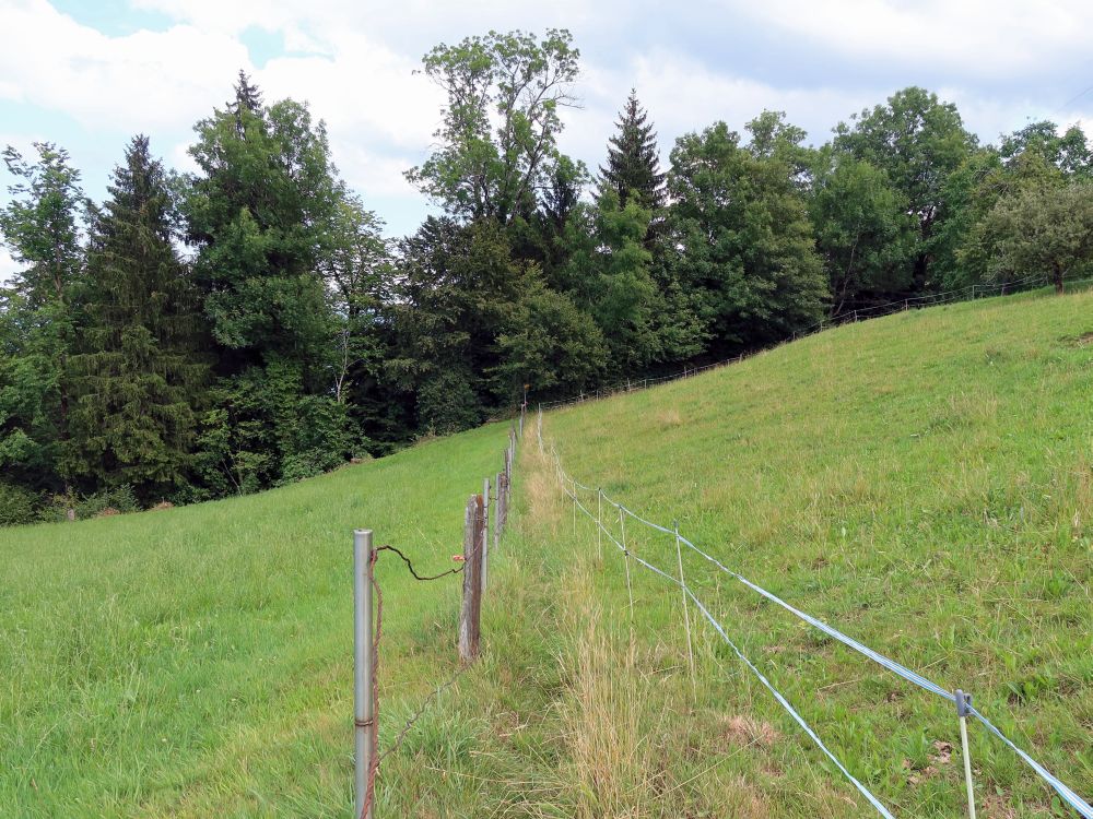 Wiesenpfad zwischen Zäunen