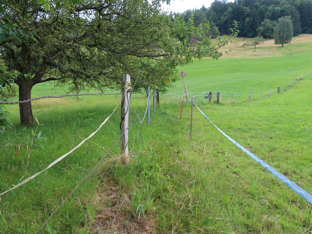 Wiesenpfad zwischen Zäunen