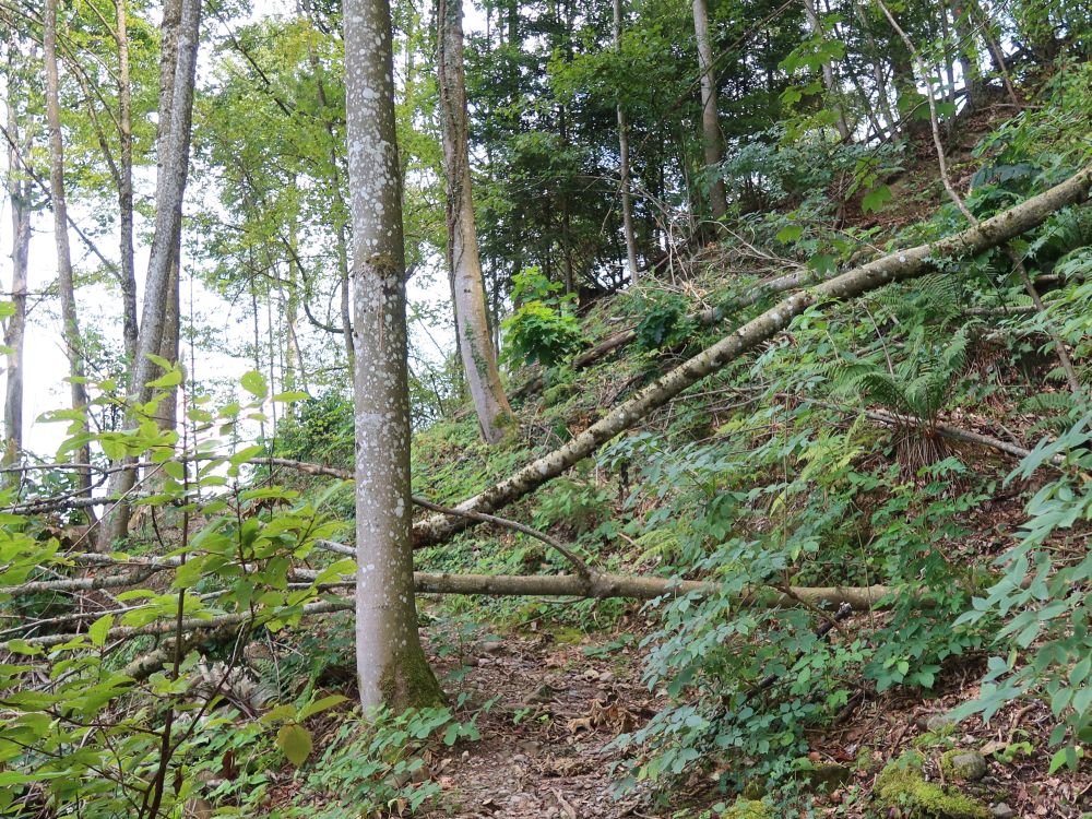 Hindernis im Wald