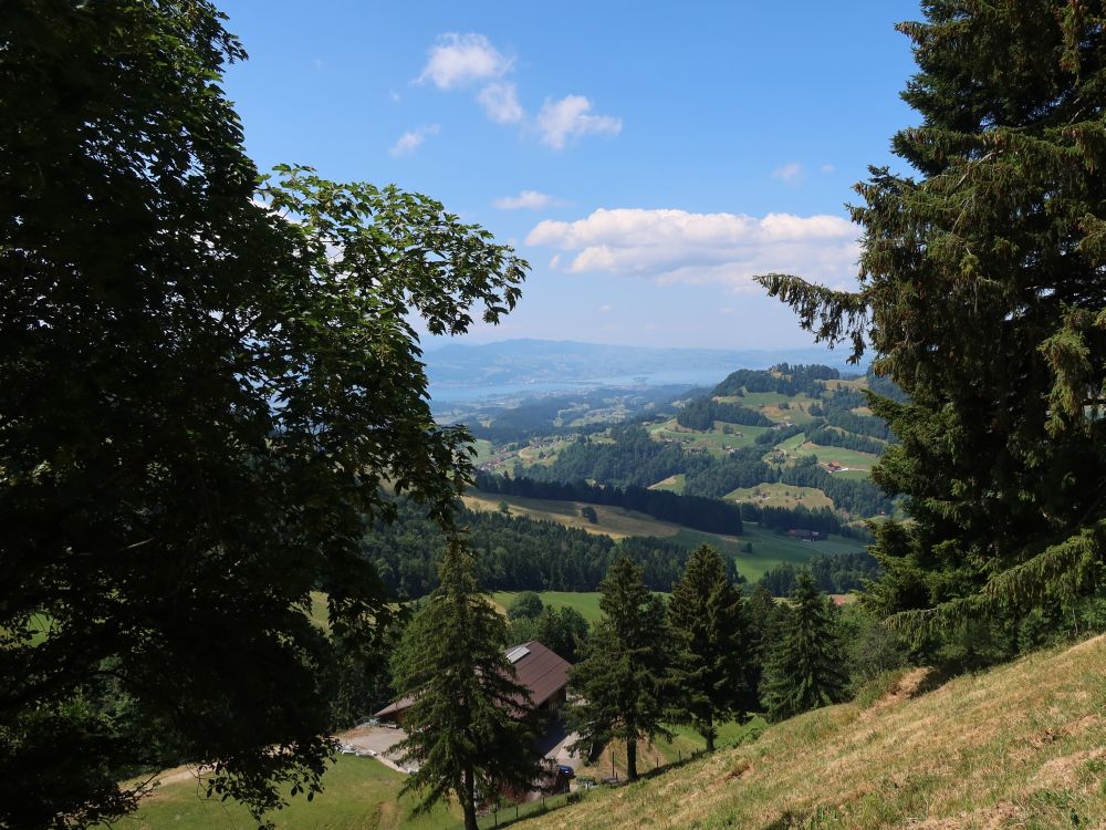 Blick Richtung Zürichsee