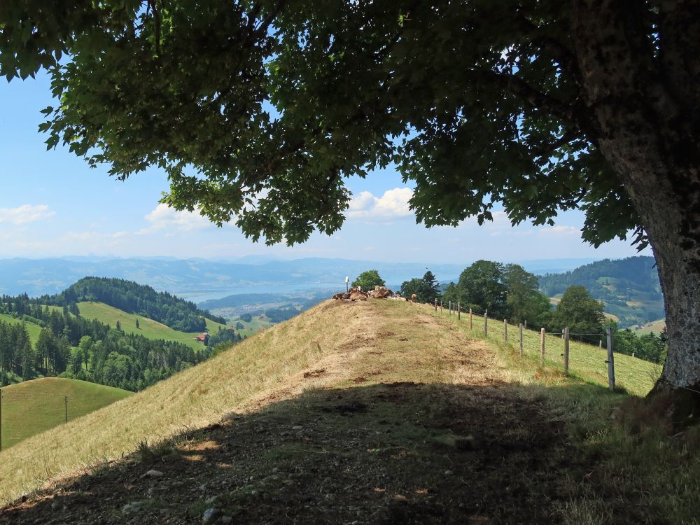 Kuhherde und Zürichsee im Hintergrund