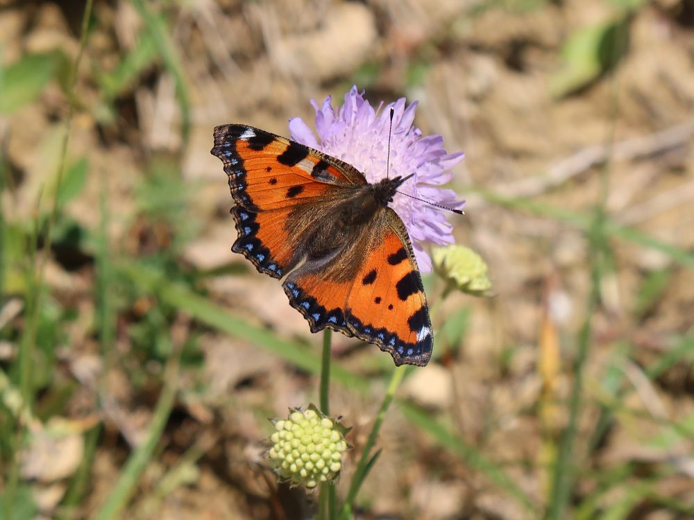 Schmetterling Kleiner Fuchs