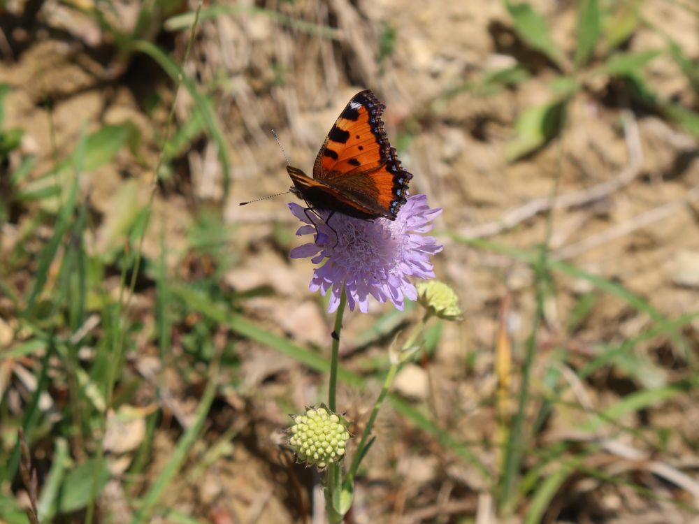 Schmetterling Kleiner Fuchs auf Acker-Witwenblume