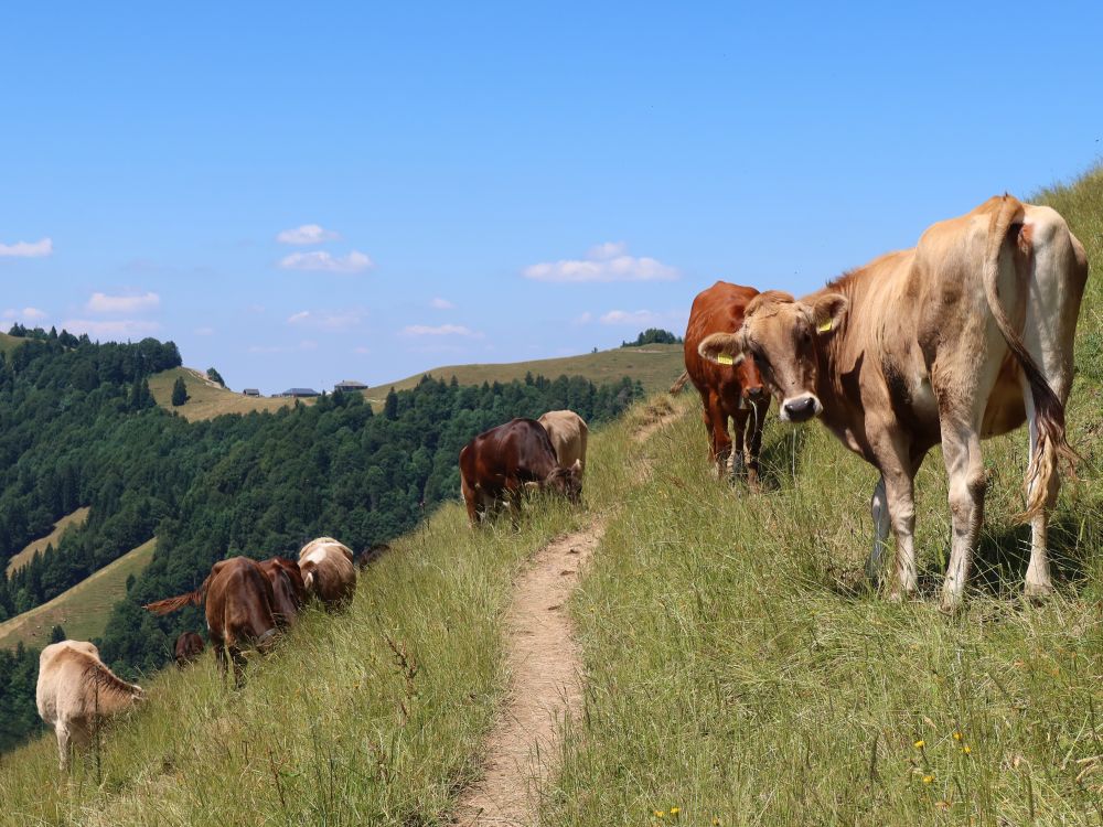 Kühe mit Chrüzegg im Hintergrund