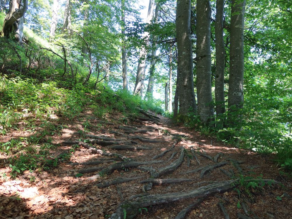 Waldweg