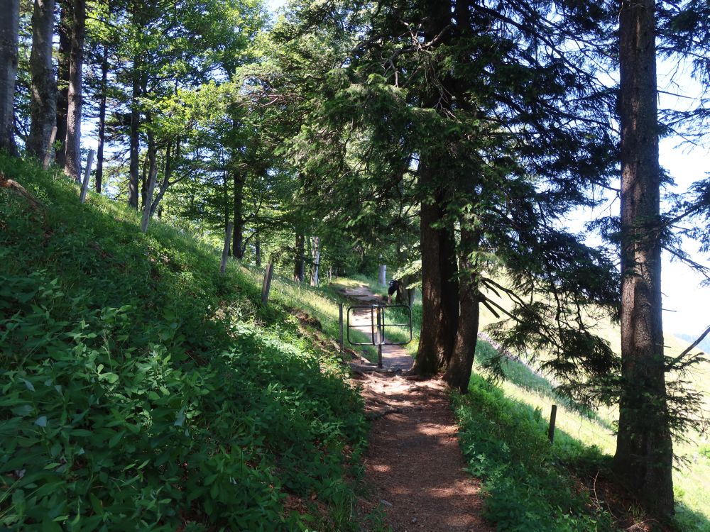 Waldweg und Drehkreuz