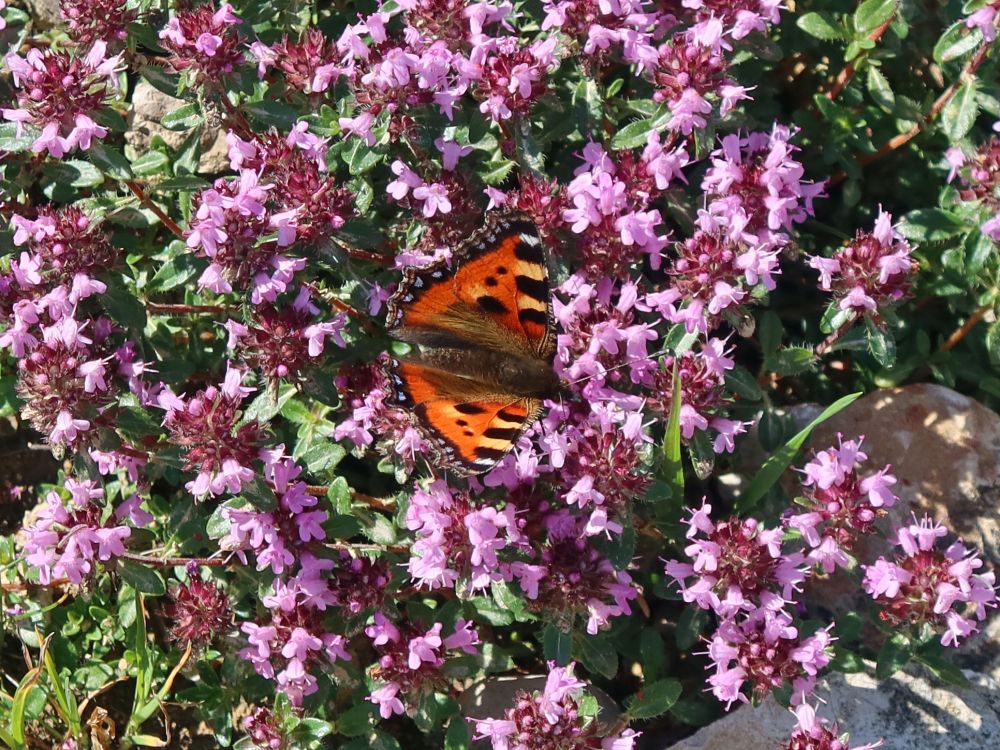 Schmetterling Kleiner Fuchs auf Alpen-Thymian