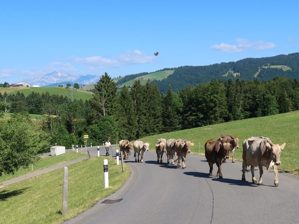 Kuhherde auf der Strasse