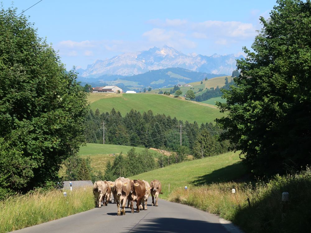 Kuhherde mit Säntis