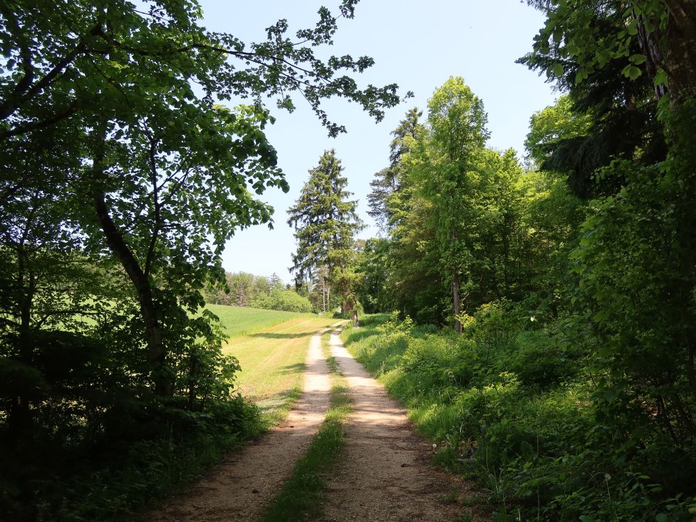 Waldweg